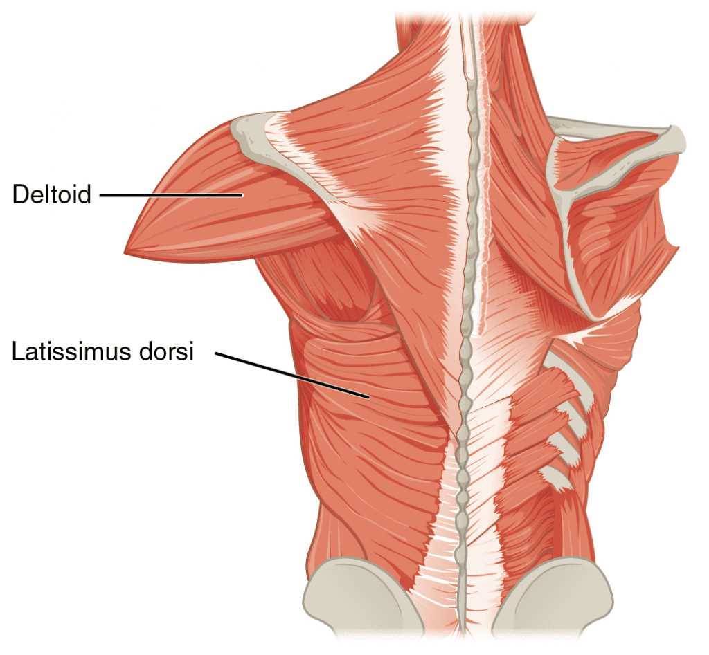 9 Best Exercises For Bigger Lats And A Great Looking Body   BBAF4FDCA694w1024h947 